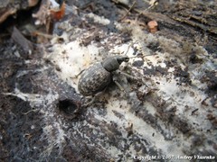 Otiorhynchus tristis