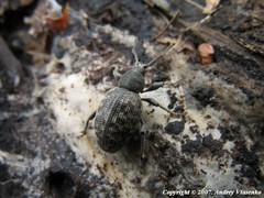 Otiorhynchus tristis