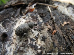 Otiorhynchus tristis