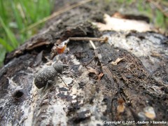 Otiorhynchus tristis