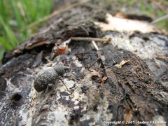 Otiorhynchus tristis