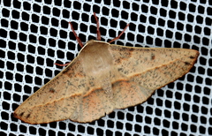 Antictenia punctunculus