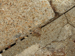 Hydrillodes lentalis