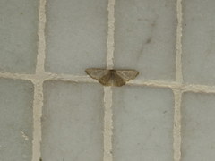 Idaea costiguttata