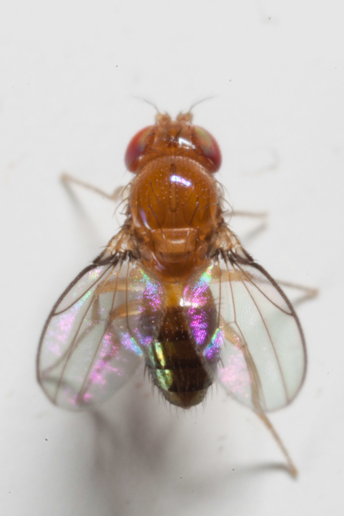 Leucophenga melanogaster
