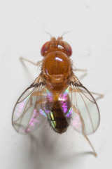 Leucophenga melanogaster