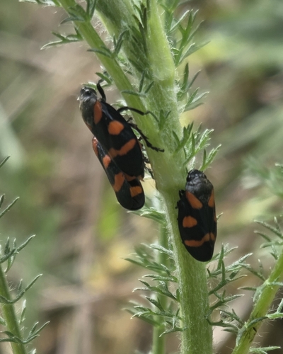 Cercopis sanguinolenta