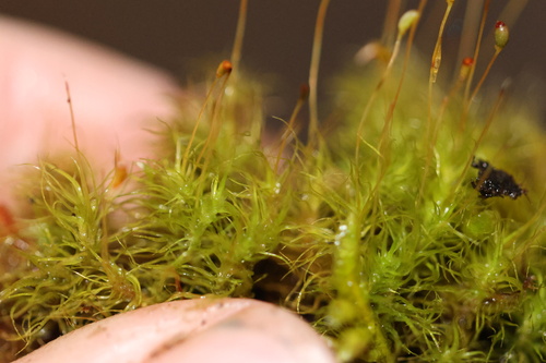 Brideliella wahlenbergii observed 2026-04-30