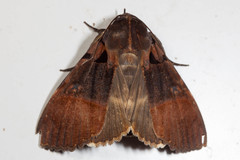 Serrodes