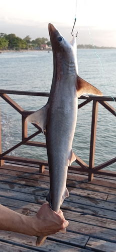Atlantic sharpnose shark (Rhizoprionodon porosus) — Carcharhinidae