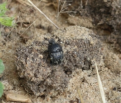 Gymnopleurus koenigi