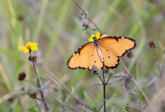 Danaus chrysippus dorippus