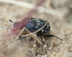 Gymnopleurus koenigi