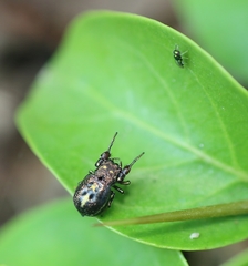 Harmochirus exaggeratus