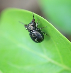 Harmochirus exaggeratus