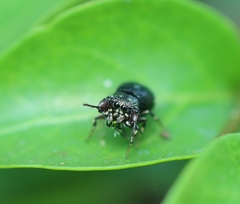 Harmochirus exaggeratus