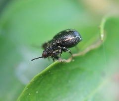 Harmochirus exaggeratus