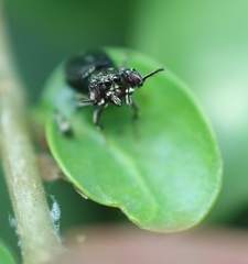 Harmochirus exaggeratus