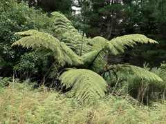 Cyathea medullaris