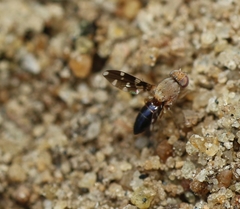 Actocetor indicus