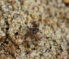 Actocetor indicus