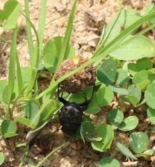 Gymnopleurus koenigi