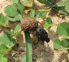 Gymnopleurus koenigi