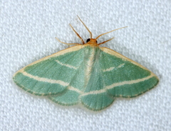 Mixocera latilineata