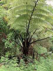 Cyathea medullaris