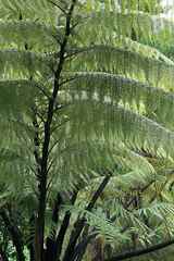 Cyathea medullaris
