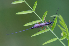 Dolichomitus pterelas