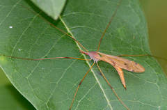 Tipula ultima