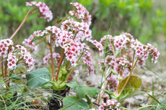 Bergenia