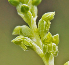 Microtis oblonga