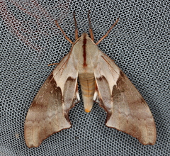 Coequosa australasiae