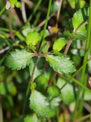 Gonocarpus aggregatus