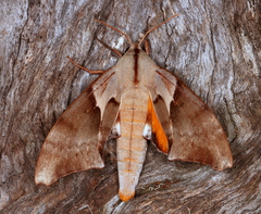 Coequosa australasiae