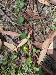 Goodenia rotundifolia