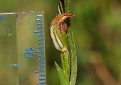 Pterostylis clivosa