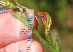 Pterostylis clivosa
