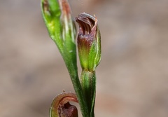 Pterostylis clivosa