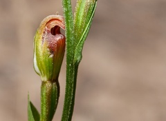 Pterostylis clivosa