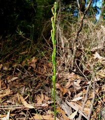 Pterostylis clivosa