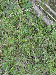 Gonocarpus aggregatus