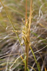 Chionochloa
