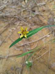 Sisyrinchium rosulatum