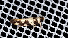 Macrobathra euryleuca