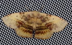 Anthela varia