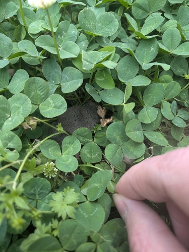 Southern Short-tailed Shrew observed by mpmoskwik