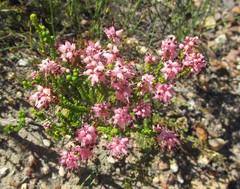 Erica petraea